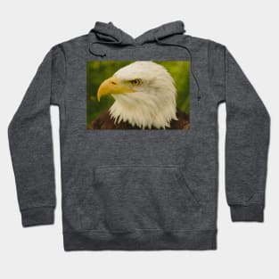 Bald Eagle (Warm) Hoodie